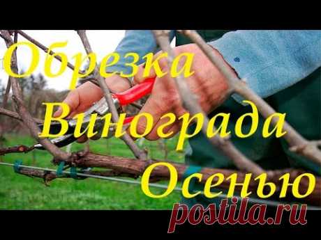 Осенняя обрезка куста винограда под укрытие.