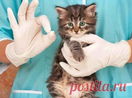 Какие признаки говорят о том, что кошка идеально здорова | Кошка.ru | Дзен