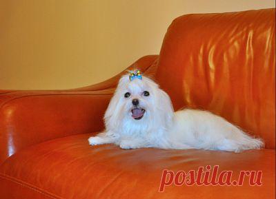 ЭБОНИ БЬЮТИ ФИДЖИ-МАЛЬТЕЗЕ