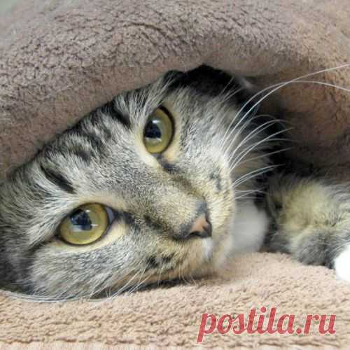 Какие болезни лечат животные