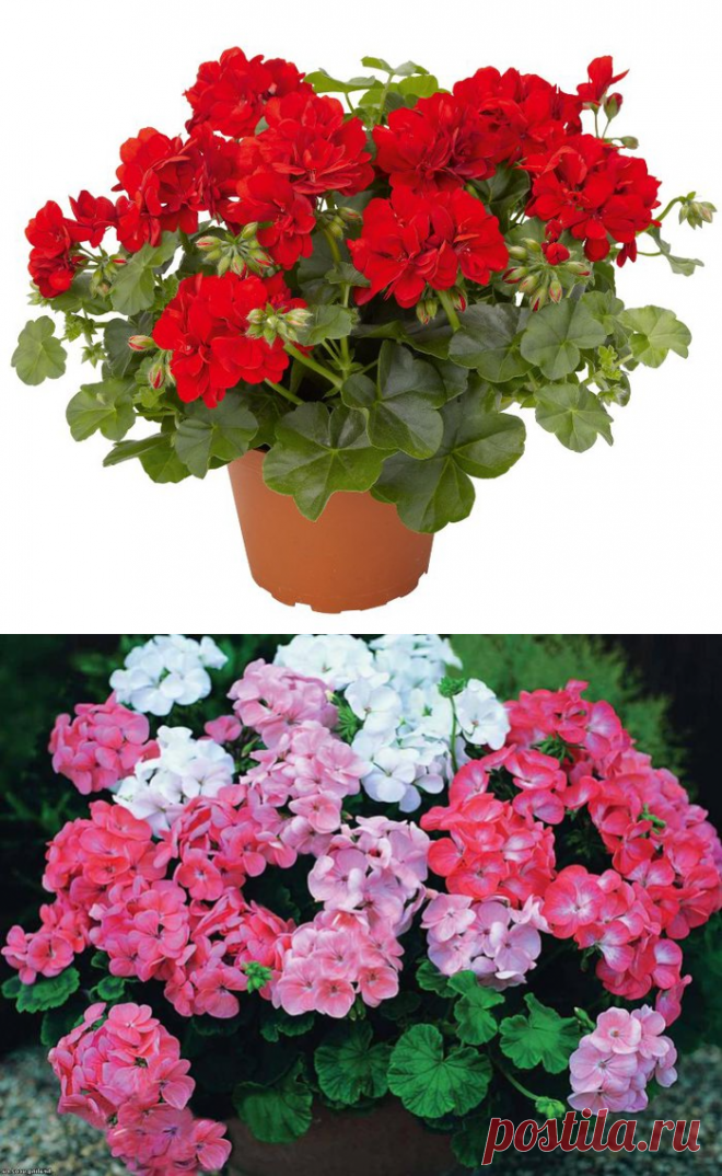 Ращу цветок старинный я — Герань теперь есть у меня.