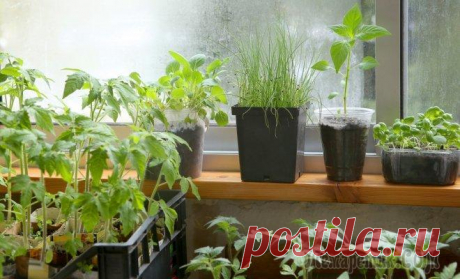 Выращиваем рассаду правильно – об этом должен знать каждый огородник Наши квартиры – не самое подходящее место для выращивания рассады. Растениям не хватает солнца, длины светового дня, места на подоконнике. Однако все это можно исправить. Вот несколько советов, которы...
