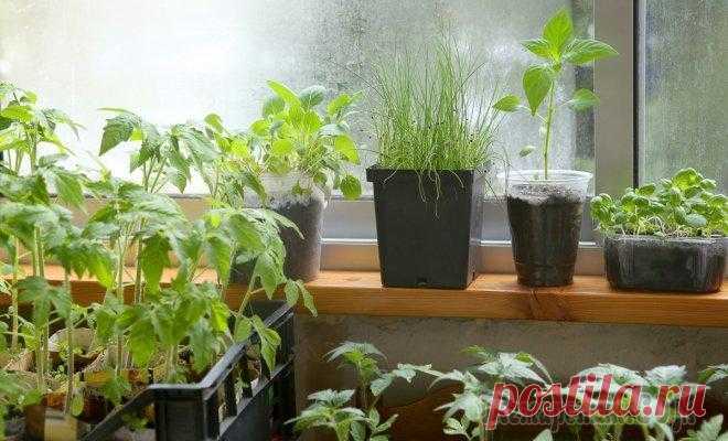Выращиваем рассаду правильно – об этом должен знать каждый огородник Наши квартиры – не самое подходящее место для выращивания рассады. Растениям не хватает солнца, длины светового дня, места на подоконнике. Однако все это можно исправить. Вот несколько советов, которы...
