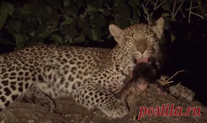 Невероятное отношение леопарда к маленькому бабуину