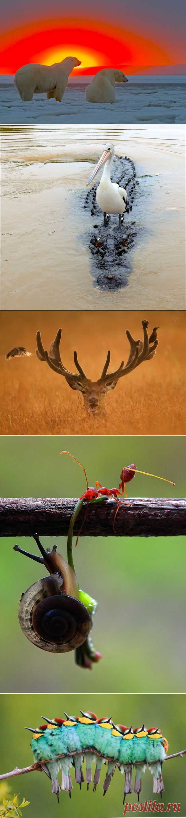 Без фотошопа