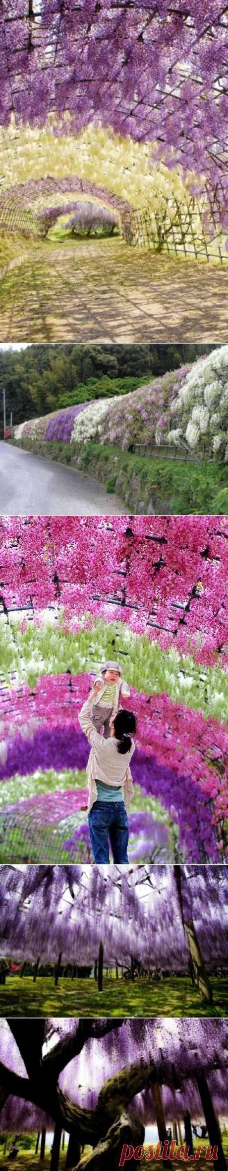 (+1) - Сад Кавати Фудзи и тоннель цветов в Японии | Улетные картинки