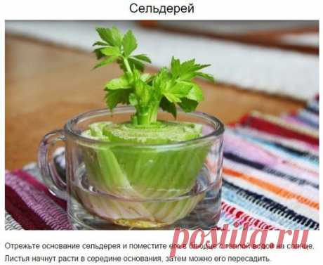 8 овощей, которые можно купить один раз, а потом выращивать всегда