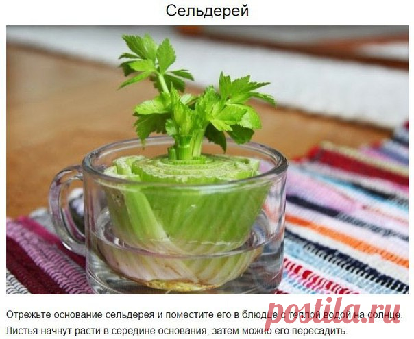 8 овощей, которые можно купить один раз, а потом выращивать всегда