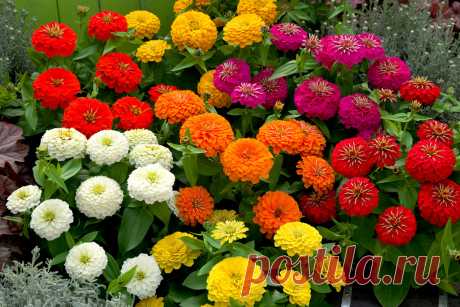 Цинния: фото цветов на клумбе. Все о цинии: описание, выращивание и оформление клумбы
