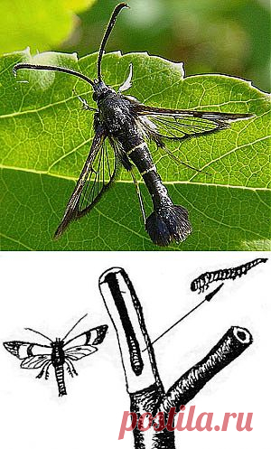 Стеклянница, как спасти смородину от бабочки