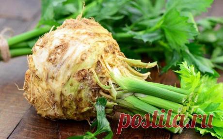 Спаситель сельдерей лечит ревматизм и больное сердце. Без таблеток и микстур позабыл о боли!