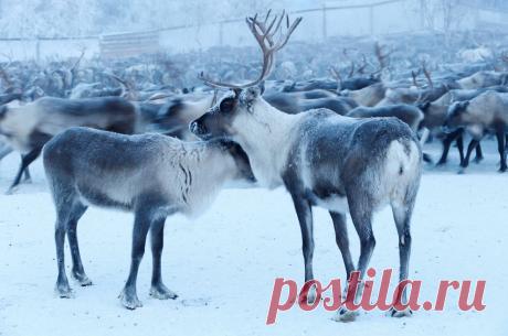 Оленеводы в Заполярье