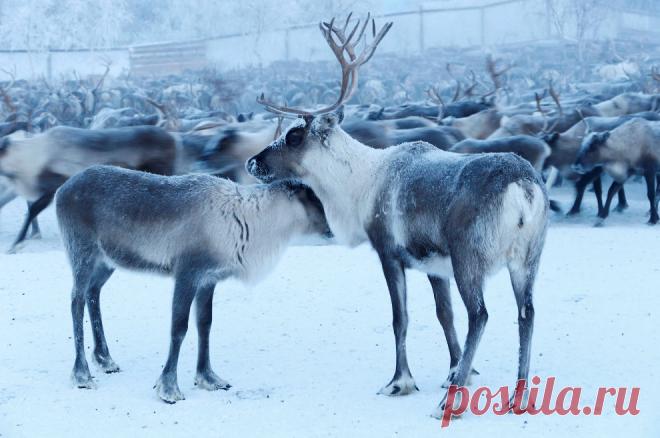 Оленеводы в Заполярье