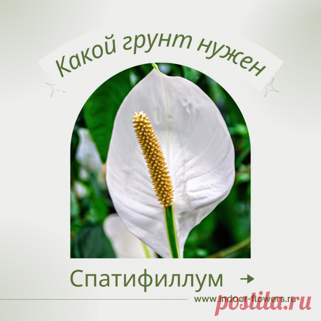 Спатифиллум. Какой грунт нужен? Интересуетесь Спатифиллум. Какой грунт нужен? ? Узнайте о разнообразных представителях этого вида, их уникальных особенностях и преимуществах. Получите полезные советы по уходу за Спатифиллум. Какой грунт нужен? в домашних условиях, включая требования к освещению, поливу, температуре и влажности.