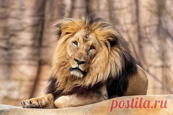 Семилетний мальчик пять дней выживал среди львов в национальном парке Зимбабве В Зимбабве семилетний мальчик заблудился в национальном парке и в течение пяти дней выживал среди львов. В результате поисково-спасательной операции его нашли живым и невредимым.Тинотенда Пуду вышел из дома 27 декабря и отправился в национальный парк Матусадона, в котором обитают более 40...