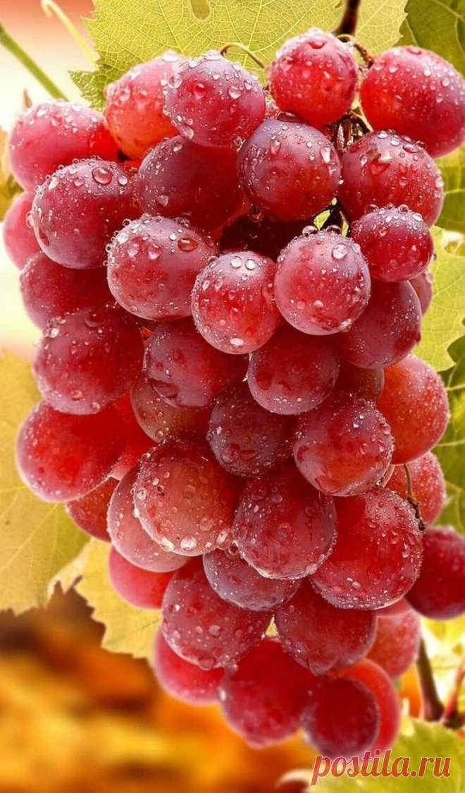 i (736×1253)
