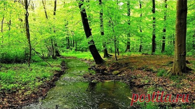 Звуки Ручейка. Звук Ручья в Лесу Природы. Пение Птиц для Сна и Отдыха. #RMT