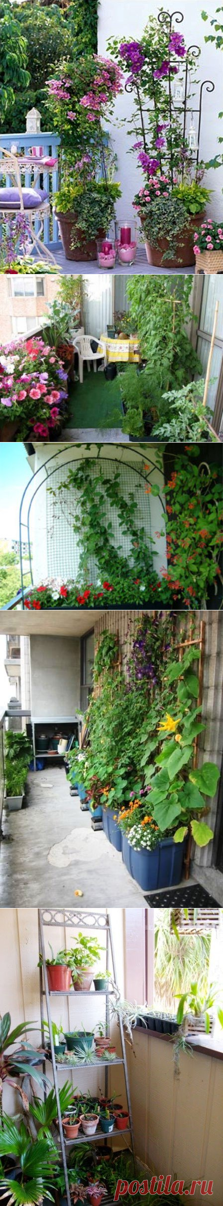 Как на балконе сделать великолепный летний сад | НАША НЕДВИЖКА | Яндекс Дзен