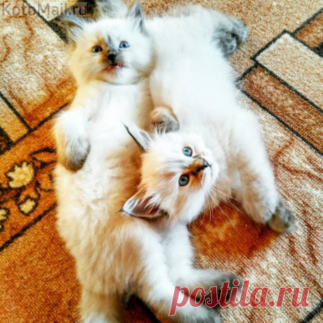 Дарим хорошее настроение:)