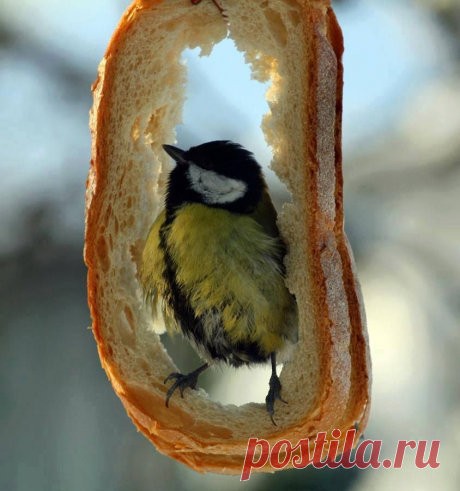 птицы