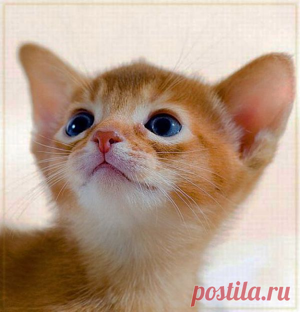 Любопытство | Kote.Rjaka.com