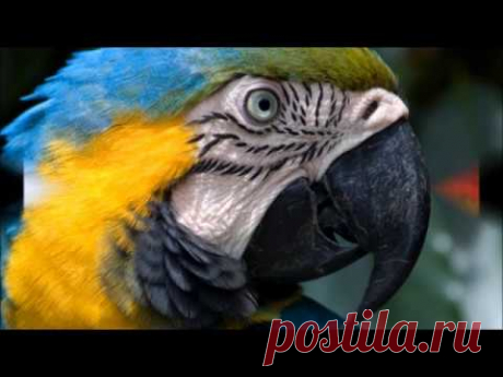 ПОПУГАЙ ИЗ ФОАМИРАНА,процесс От ИРИС НТ