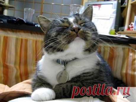 Да,я наглая морда!) И что?))