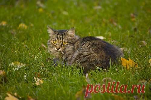 Дворовые кошки