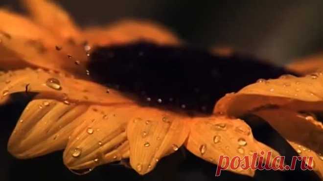 ПИ.Чайковский. Щелкунчик. Вальс цветов. Tchaikovsky. The Nutcracker. Waltz of the Flowers.-video hd