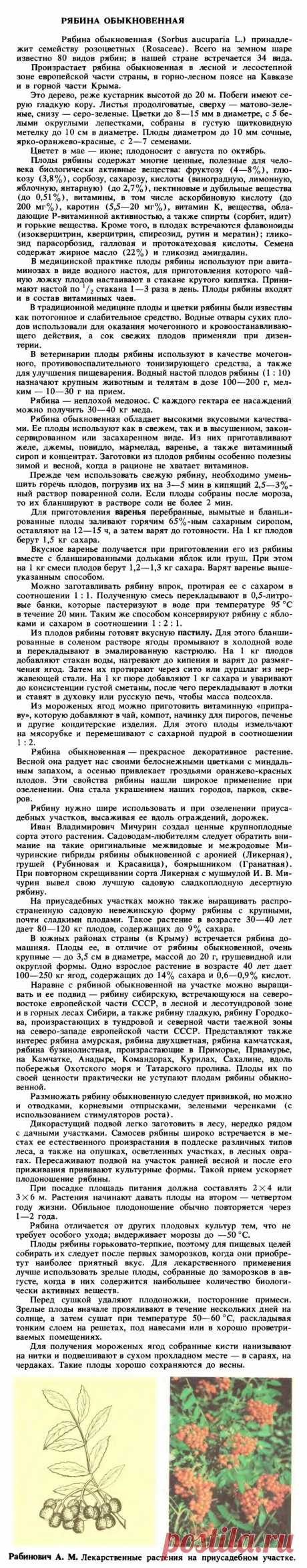 Рябина обыкновенная