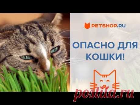 Домашние растения, которыми Ваша кошка может отравиться | полезный совет | Яндекс Дзен