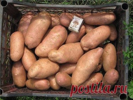 9 СОВЕТОВ ПО ВЫРАЩИВАНИЮ КАРТОФЕЛЯ
Огород, дача, цветы
9 СОВЕТОВ ПО ВЫРАЩИВАНИЮ КАРТОФЕЛЯ
1. Чем меньше клубень картофеля, тем крупнее он дает клубни, и наоборот. Поэтому лучше всего сажать клубни средней величины,…