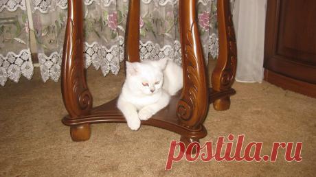 Аристократка )))