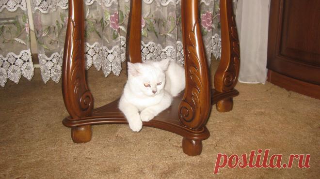 Аристократка )))