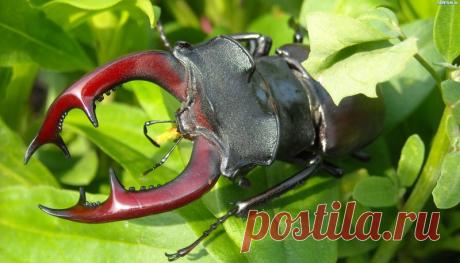 Самый крупный жук Европы (17 фото ) | Чёрт побери А давайте сегодня поговорим о самом большом жуке в Европе(и втором по размерам в России). А именно о жуке олене.   Немного биологии         Интересные факты          Заключение.     P.S.