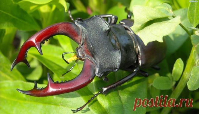 Самый крупный жук Европы (17 фото ) | Чёрт побери А давайте сегодня поговорим о самом большом жуке в Европе(и втором по размерам в России). А именно о жуке олене.   Немного биологии         Интересные факты          Заключение.     P.S.