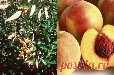 Продукты, мутациям которых мы только рады