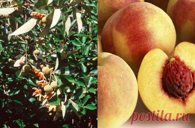 Продукты, мутациям которых мы только рады