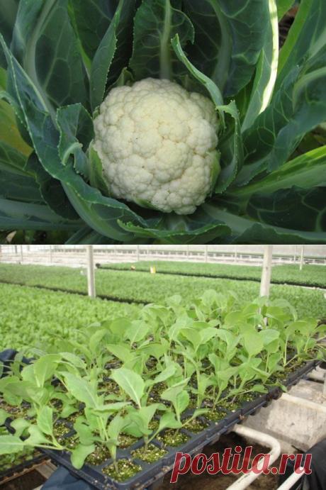 Цветная капуста: выращивание и уход - Женский журнал LadySpecial.ru : специально для женщин