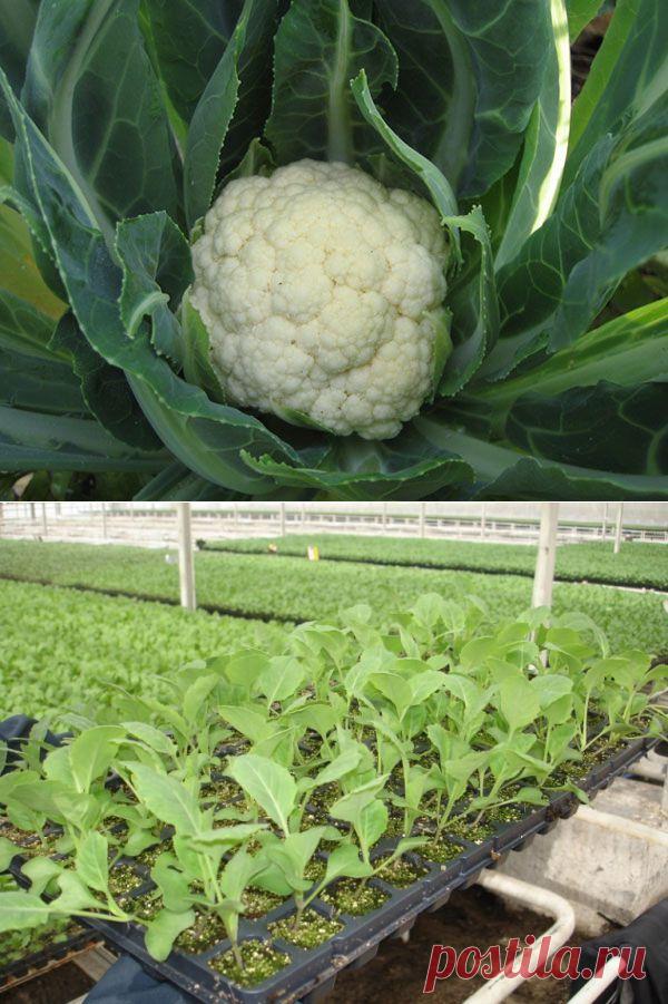 Цветная капуста: выращивание и уход - Женский журнал LadySpecial.ru : специально для женщин