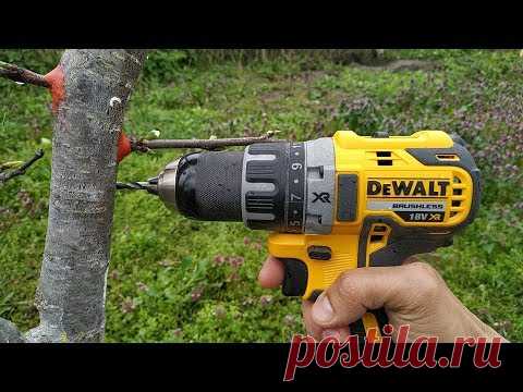 ПРИВИВКА ДРЕЛЬЮ / grafting plum drill