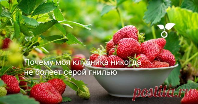 Почему моя клубника никогда не болеет серой гнилью Я начала борьбу с серой гнилью на клубнике принципиально народными средствами и агроприемами. Итак, пошагово — почему моя клубника никогда не болеет серой гнилью.