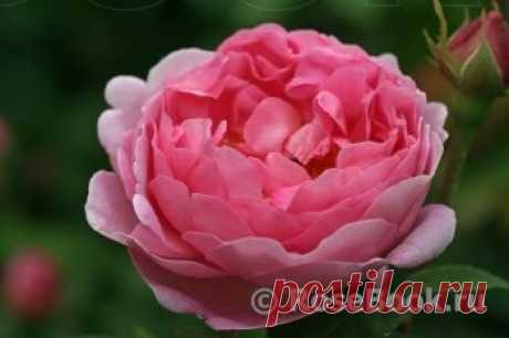 АНГЛИЙСКИЕ РОЗЫ (DAVID AUSTIN ROSES) | Самоцветик