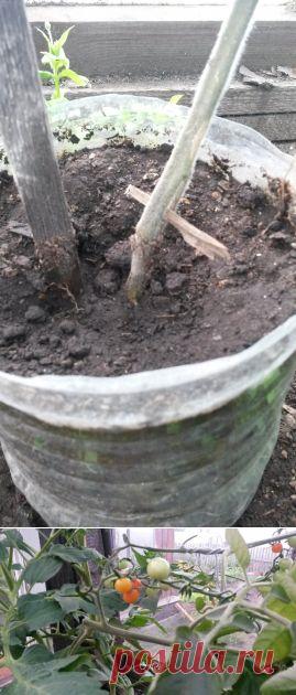 Эксперимент удался - Садоводка