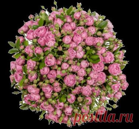 Доставка свежих букетов из роз по Москве | Новая Голландия