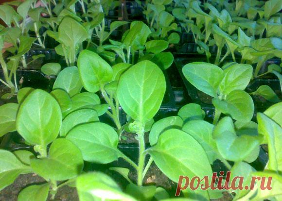 Петуния - советы и секреты по выращиванию