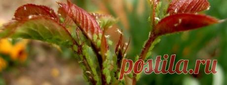 25 способов вывести тлю: советы дачникам.