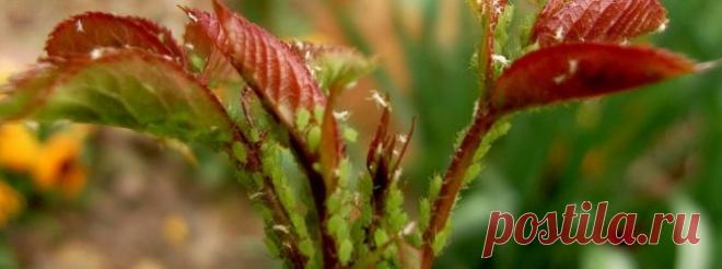 25 способов вывести тлю: советы дачникам.