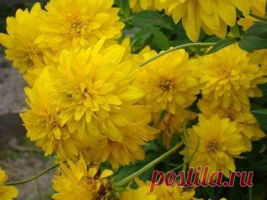 Золотой шар. Рудбекия рассеченая.
Я всё время вспоминаю наши старые дворы,
где под осень расцветали золотые шары.
В палисадниках горели жёлтым радостным огнём,
были тихие недели, так и жили день за днём.
Золотые шары - это детства дворы,
Золотые шары той далёкой поры,
Золотые шары, догорели костры,
Золотые костры той далёкой поры...
Растение, о котором я хочу рассказать, многим хорошо известно. Тем не менее, не все знают его научное название. Речь идет о еще недавно очень популярном растении