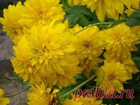 Золотой шар. Рудбекия рассеченая.
Я всё время вспоминаю наши старые дворы,
где под осень расцветали золотые шары.
В палисадниках горели жёлтым радостным огнём,
были тихие недели, так и жили день за днём.
Золотые шары - это детства дворы,
Золотые шары той далёкой поры,
Золотые шары, догорели костры,
Золотые костры той далёкой поры...
Растение, о котором я хочу рассказать, многим хорошо известно. Тем не менее, не все знают его научное название. Речь идет о еще недавно очень популярном растении